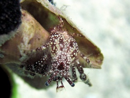 IMG 8982 White Speckled Hermet Crab